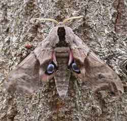 Eyed Hawk-moth